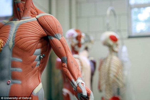 牛津大学研究人员预测，我们很快便可研发出长有“血肉之躯”的机器人。