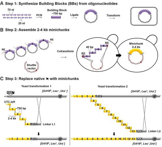 �й���ѧ�Ҹ��˴�����:�ý�ĸ�������޿����гɳ�