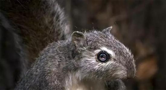 每年秋天，一只灰松鼠会在埋藏约一万颗坚果。等到冬天的时候，再挖出来充饥…