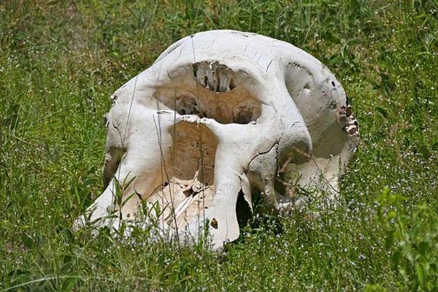 图中是南非境内发现的大象头骨。