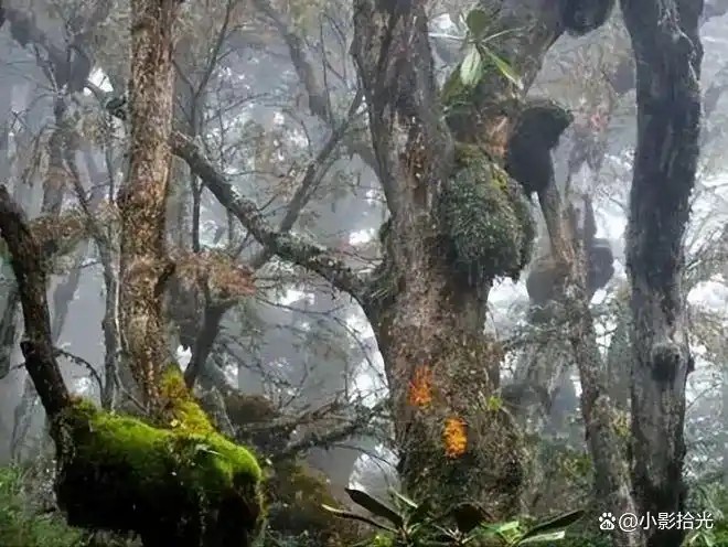 �й�����Ľ���Ĵ����񹵣�30��ƾ����ʧ�������ʯͷ�����