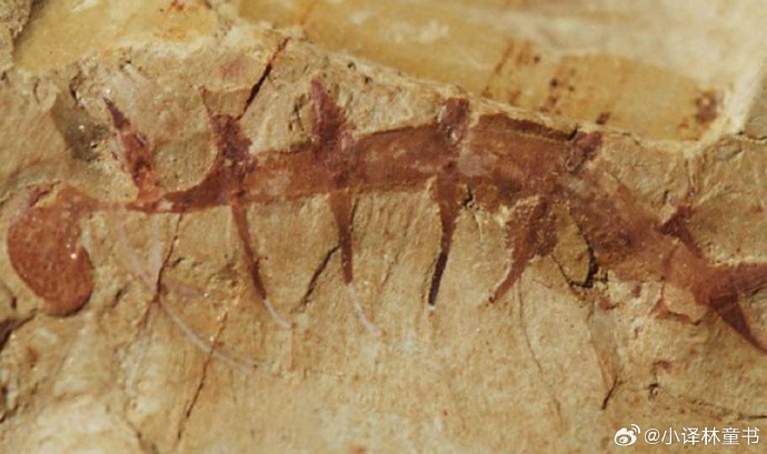 ��ѧ�Ҷ�������������50�꣬����ͬ��Сǿ�ʹ�բз������