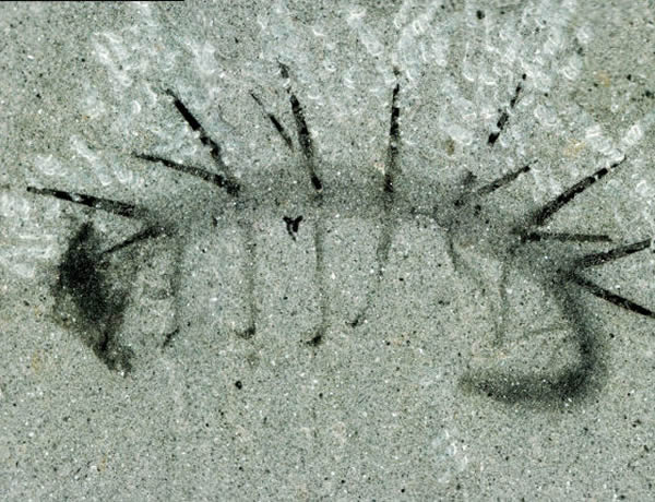 ��ѧ�Ҷ�������������50�꣬����ͬ��Сǿ�ʹ�բз������