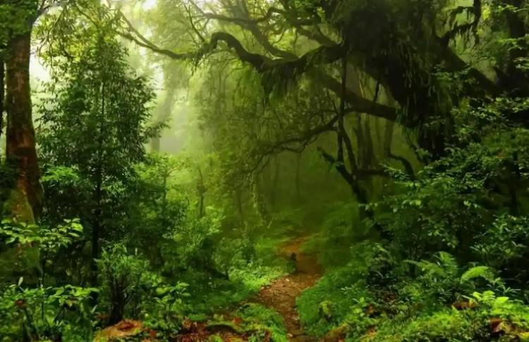 Ϊ�γ���ɽ�Ȱ���ɽ������η�壿Ұ�ˡ�ˮ�����վ�ʧ�ٵ����ش�˵